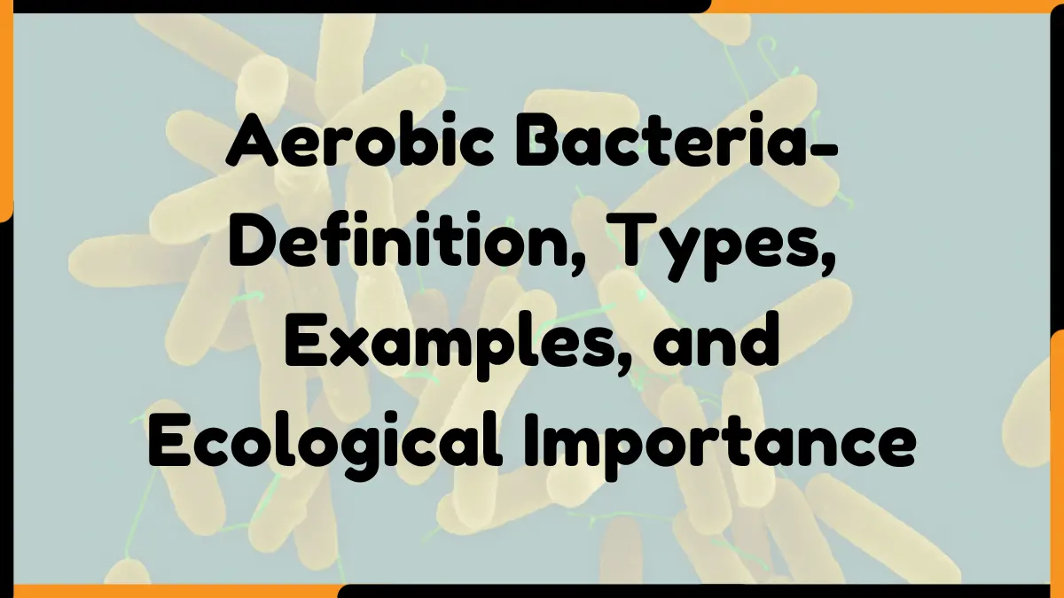 Aerobic Bacteria-Definition, Types, Examples, and Ecological Importance