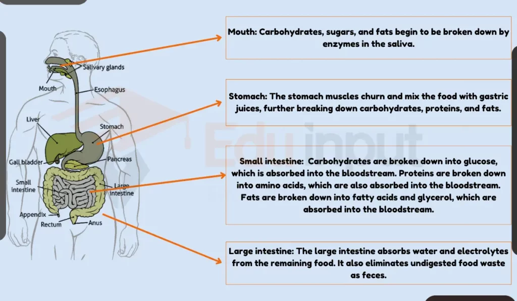 image showing Absorption Of Digested Food in human body