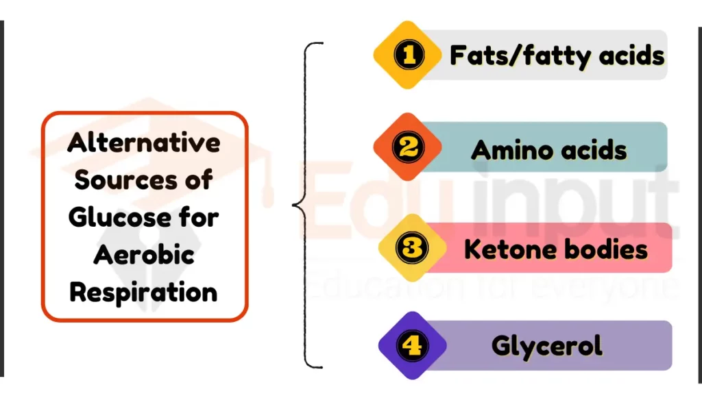 image showing Alternative Sources for Aerobic Respiration