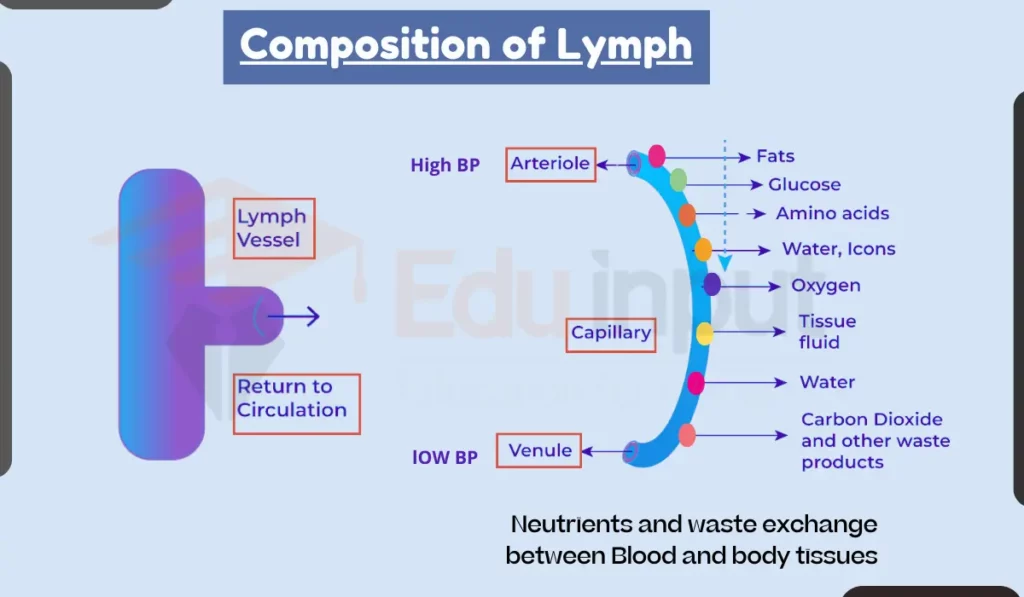 image showing Composition of Lymph