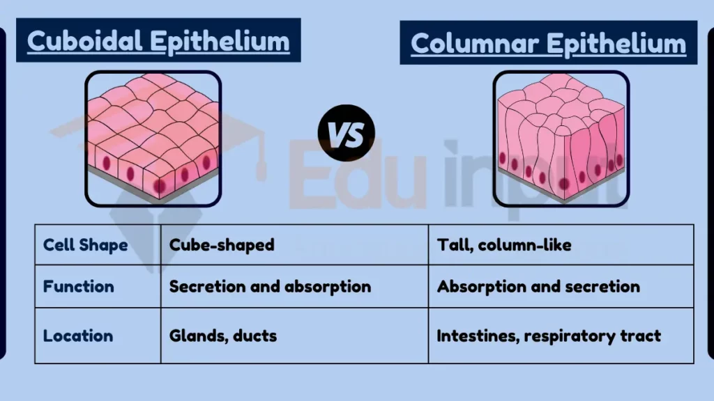 Image showing Difference Between Cuboidal and Columnar Epithelium