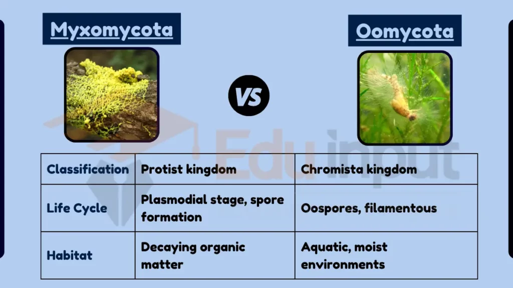 Image showing Difference Between Myxomycota and Oomycota