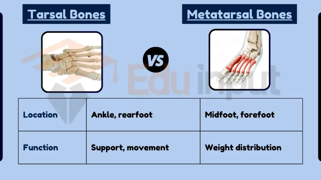 Image showing Difference Between Tarsal and Metatarsal