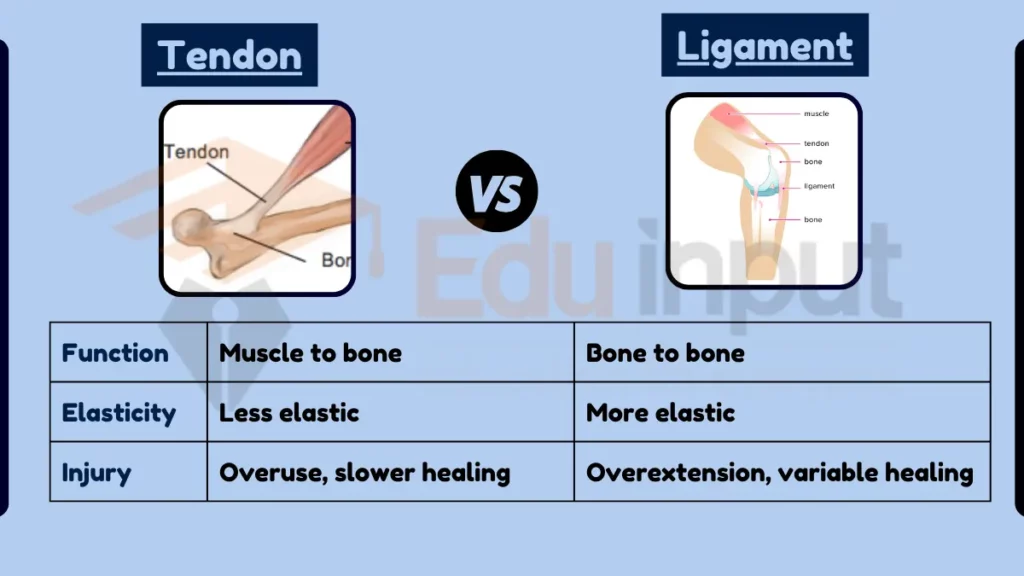 Image showing Difference Between Tendon and Ligament