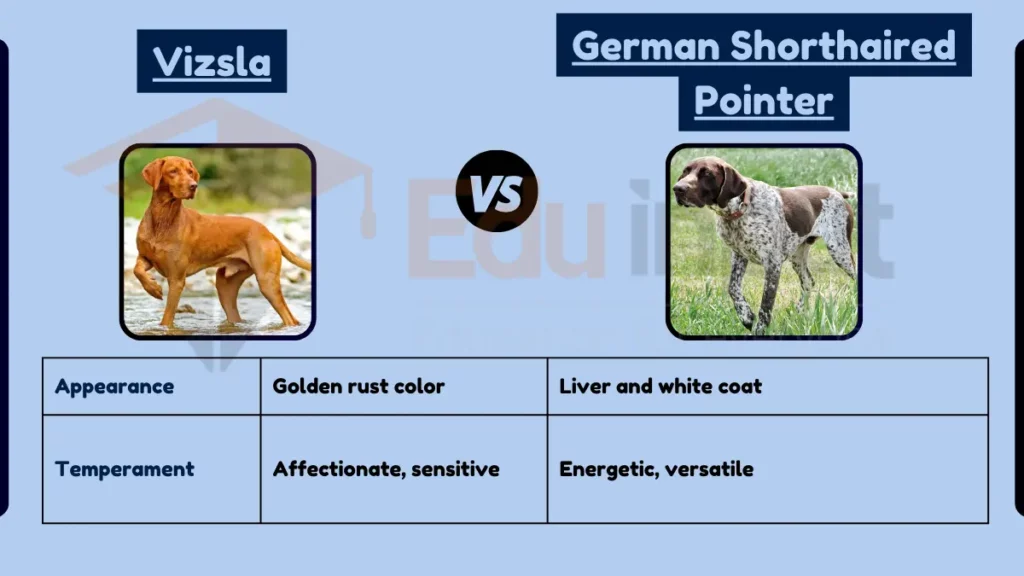 Difference Between Vizsla and German Shorthaired Pointer image