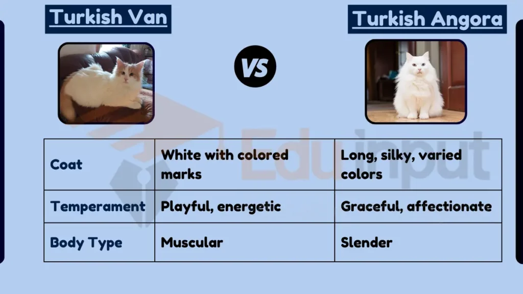 Image showing Difference Between Turkish Van and Turkish Angora