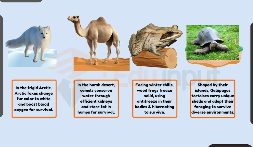 image showing some Examples of Acclimatization in Animals