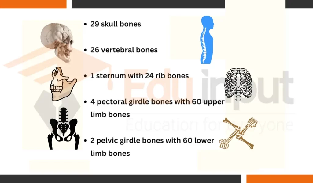 image showing number of Bones In Human Body