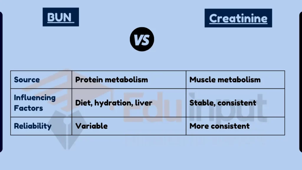 image showing Difference Between BUN and Creatinine