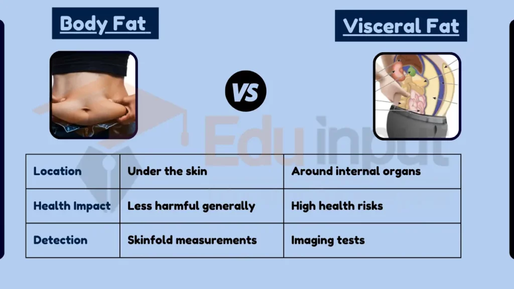 image showing Difference Between Body Fat and Visceral Fat