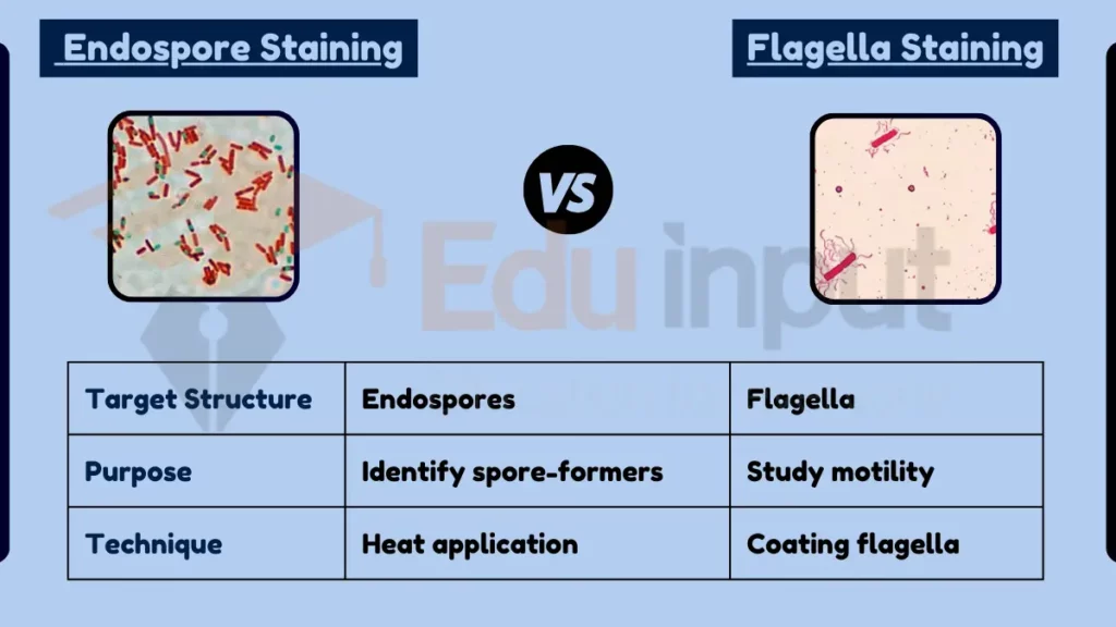 image showing Difference Between Endospore Staining and Flagella Staining