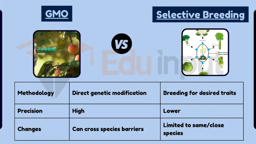 Image showing Difference Between GMO and Selective Breeding