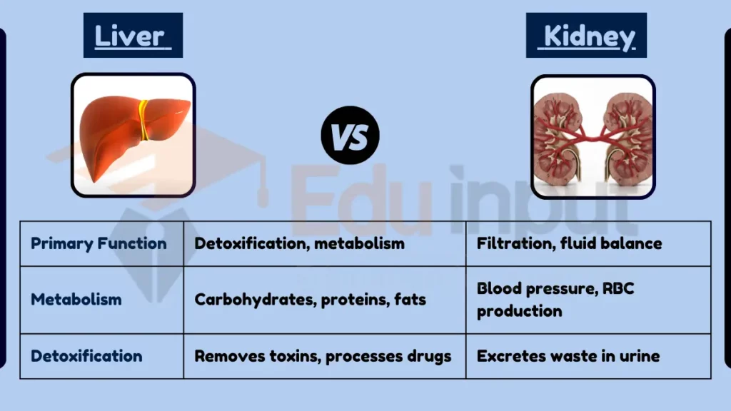 Image showing Difference Between Liver and Kidney Function