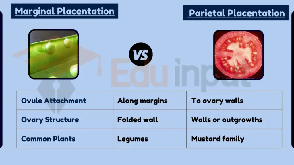 image showing Difference Between Marginal and Parietal Placentation