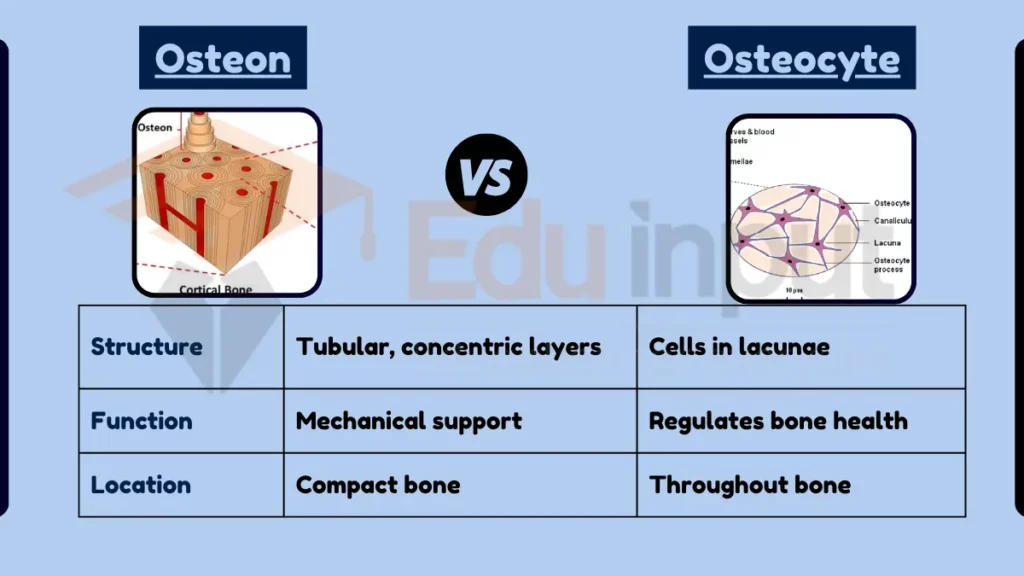 Image showing Difference Between Osteon and Osteocyte