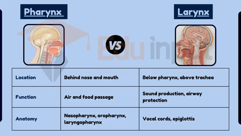 image showing Difference Between Pharynx and Larynx