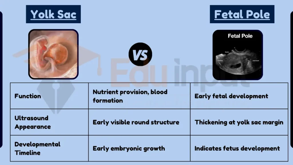 image showing Difference Between Yolk Sac and Fetal Pole