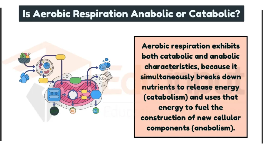 Is Aerobic Respiration Anabolic or Catabolic image