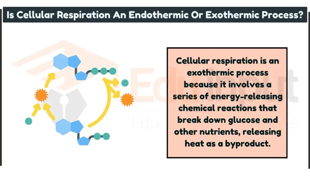 Is Cellular Respiration An Endothermic Or Exothermic Process image