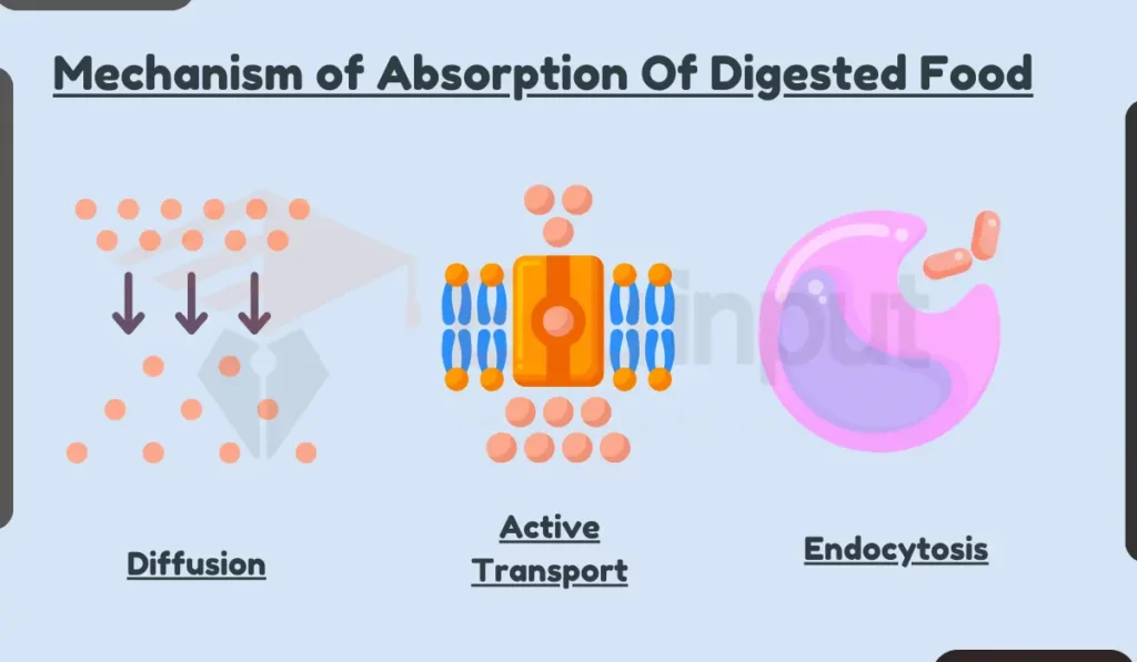 image showing Mechanism of Absorption Of Digested Food in human body