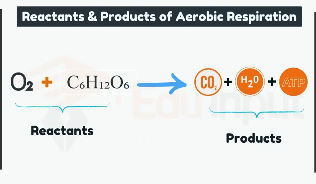 image showing Reactants & Products of Aerobic Respiration