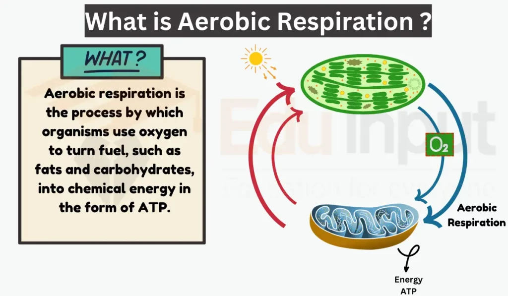 image showing what is Aerobic respiration