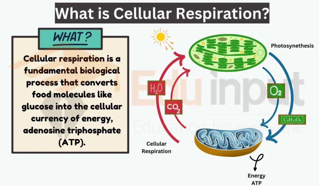 image showing what is Cellular Respiration