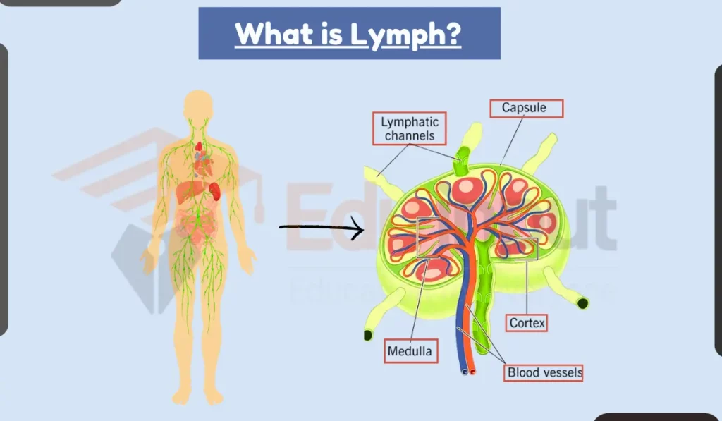 image showing What is Lymph?