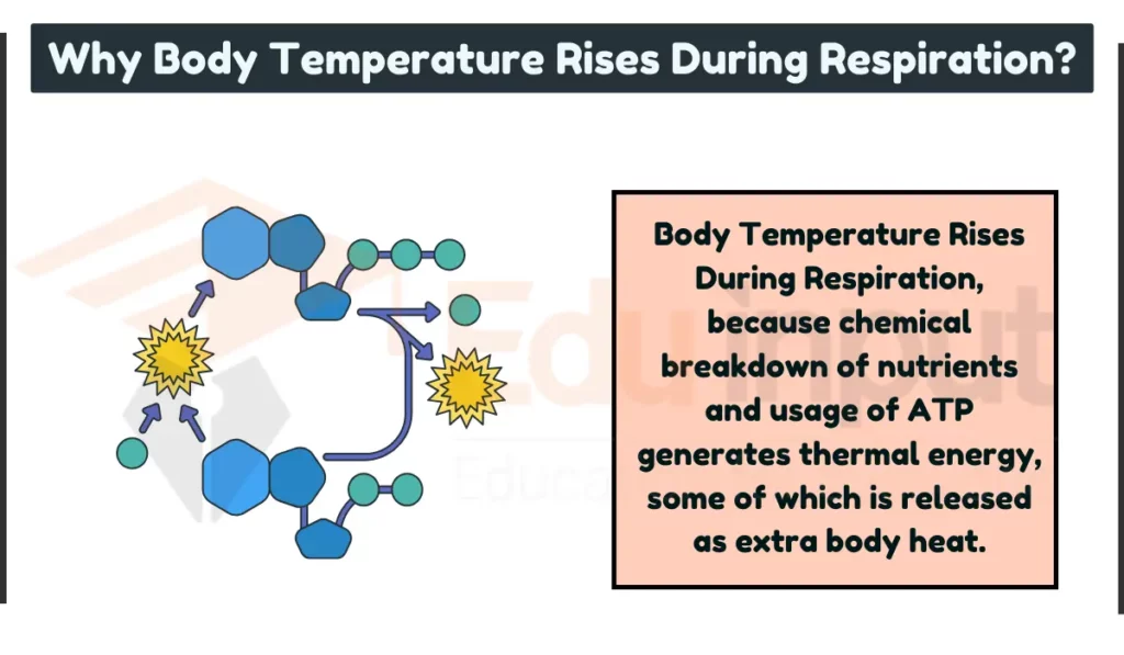 image shoiwng Why Body Temperature Rises During Respiration