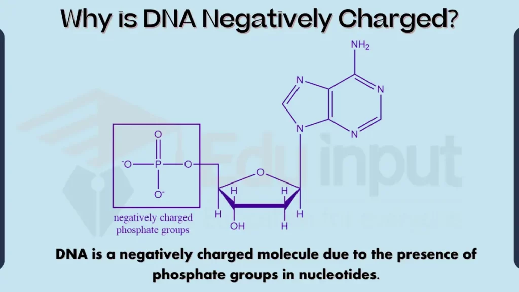 Why is DNA Negatively Charged image