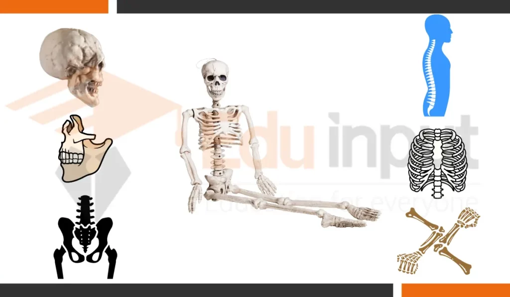 featured image of bones in human body