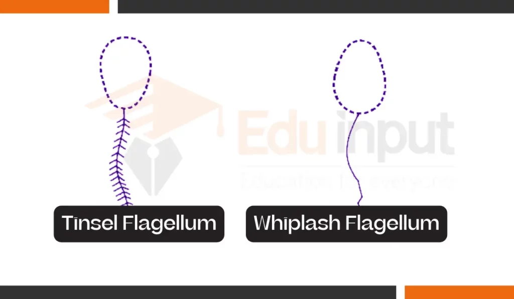 image showing Types of Flagella Used by Zoospores