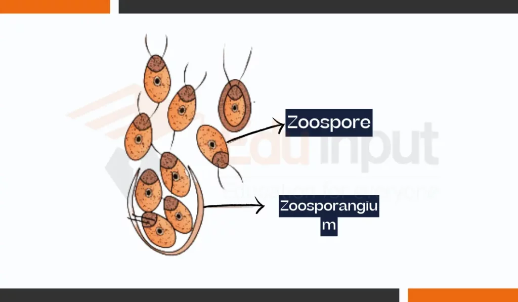 image showing What are Zoospores