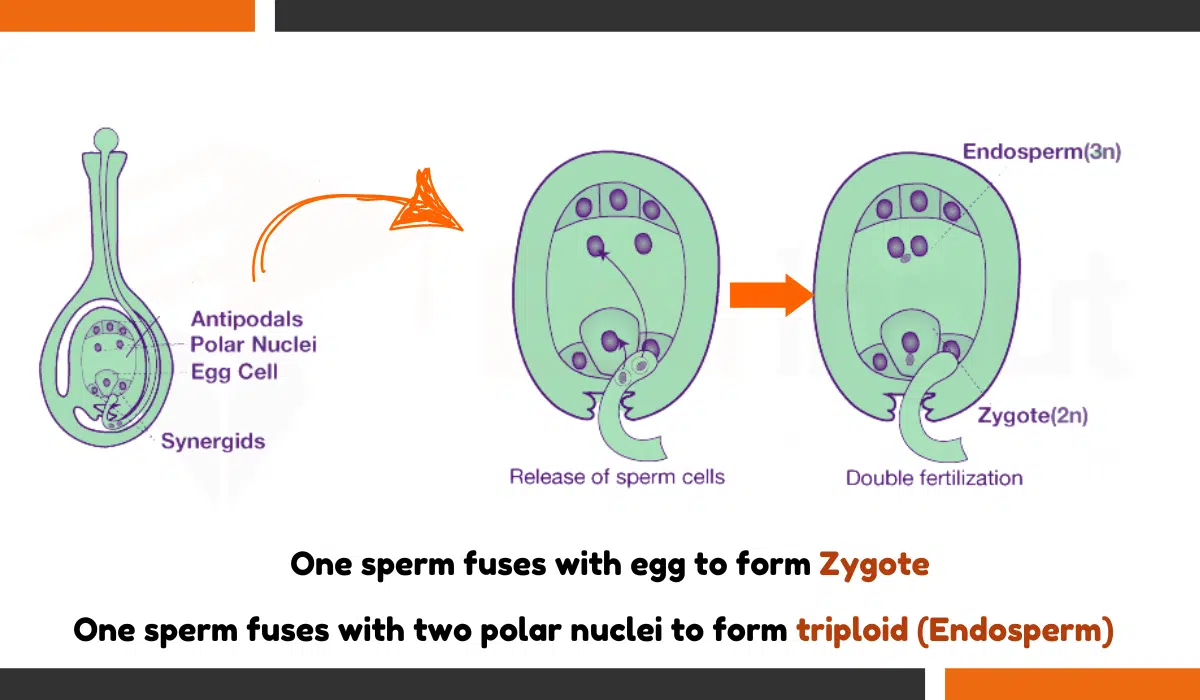 What is Triple Fusion? – Occurrence, Process, and Importance