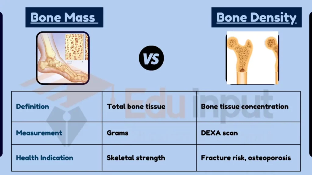 image showing Difference Between Bone Mass and Bone Density