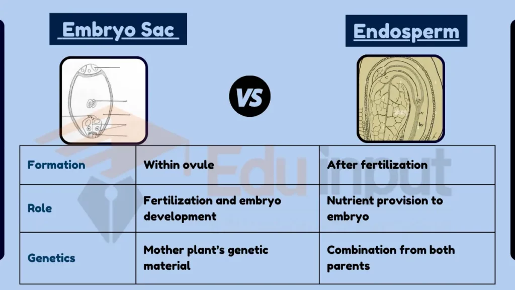 image showing Difference Between Embryo Sac and Endosperm
