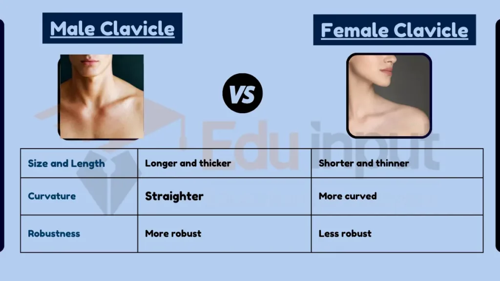 image showing Difference Between Male and Female Clavicle