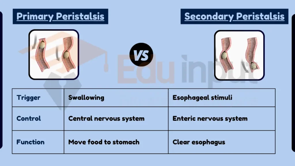 image showing Difference Between Primary and Secondary Peristalsis