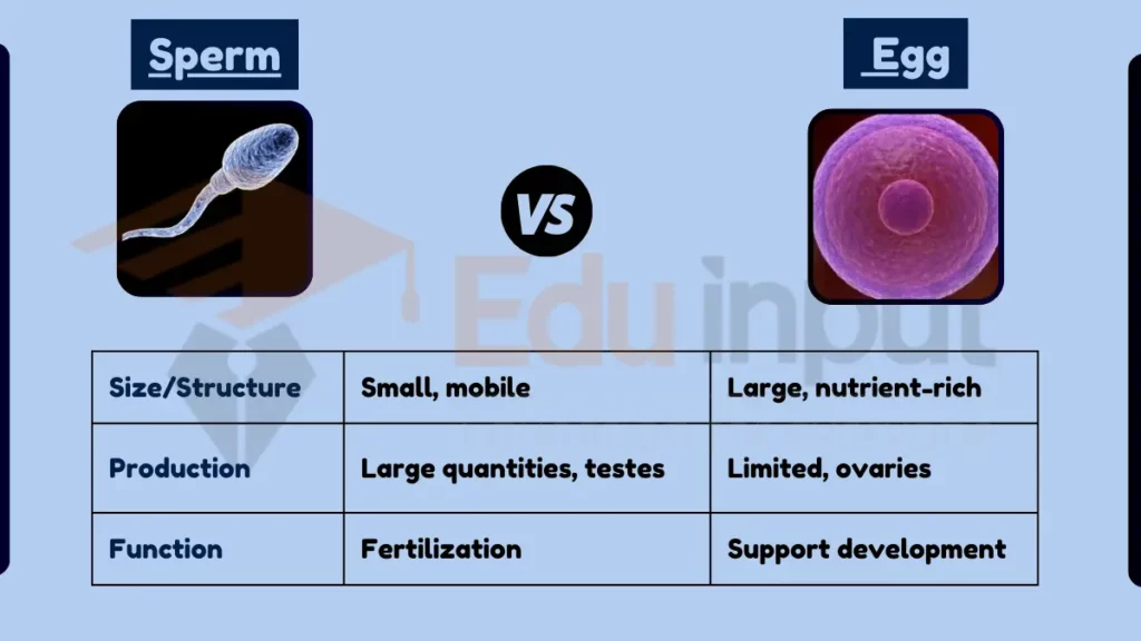 image showing Difference Between Sperm and Egg