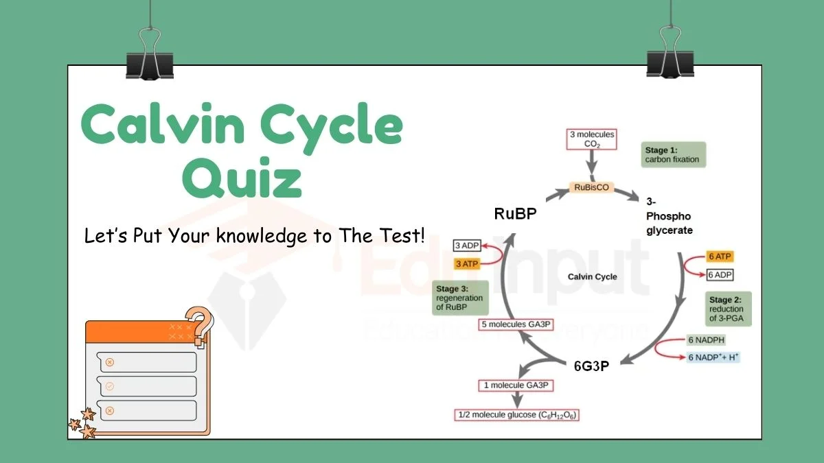 Calvin Cycle Quiz