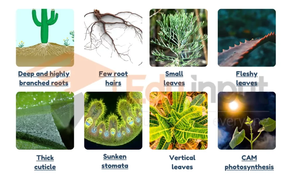 Characteristics of Xerophytes image