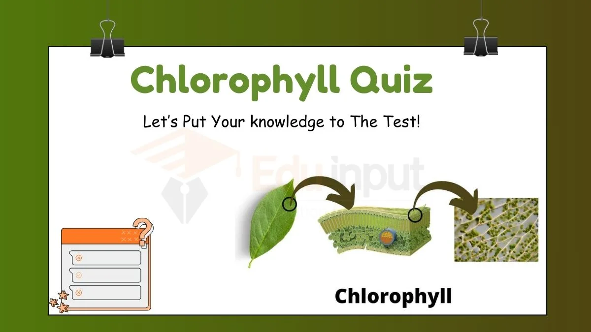 Chlorophyll Quiz