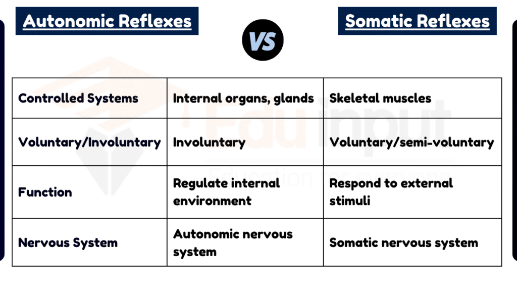 image showing Difference Between Autonomic and Somatic Reflexes