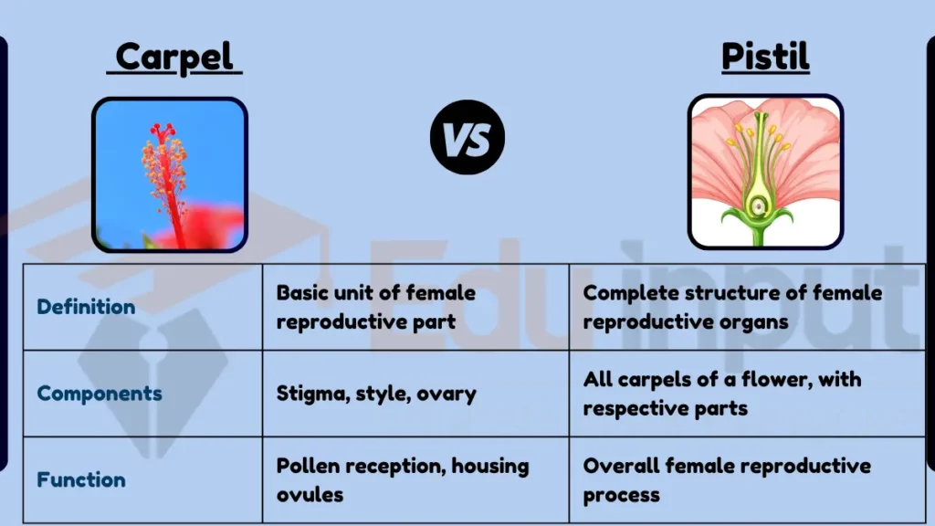 image showing Difference Between Carpel and Pistil