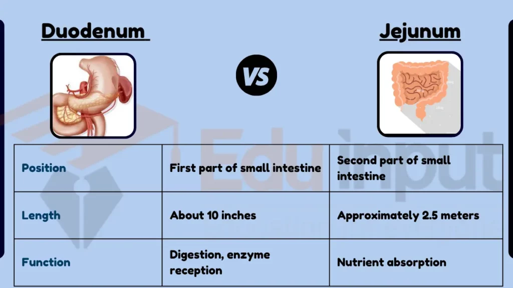 image showing Difference Between Duodenum and Jejunum