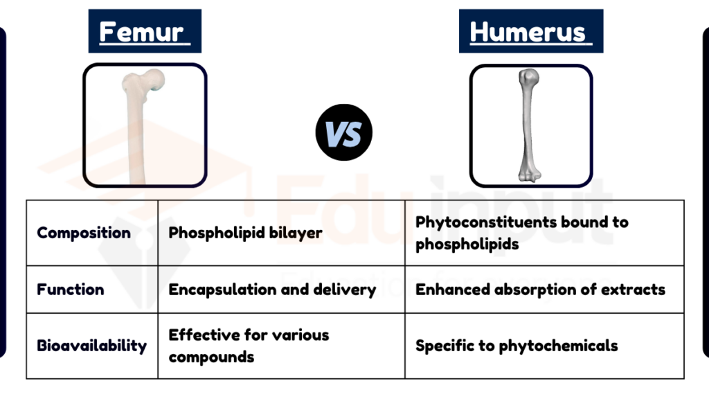 image showing Difference Between Femur and Humerus