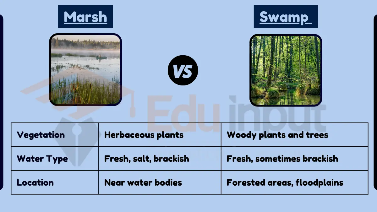 Difference Between Marsh and Swamp