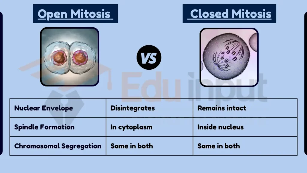 image showing Difference Between Open and Closed Mitosis