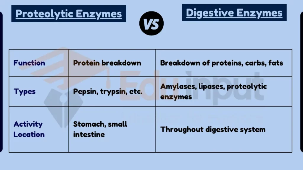 image showing Difference Between Proteolytic Enzymes and Digestive Enzymes