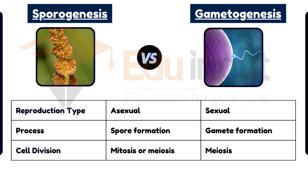 image showing Difference Between Sporogenesis and Gametogenesis
